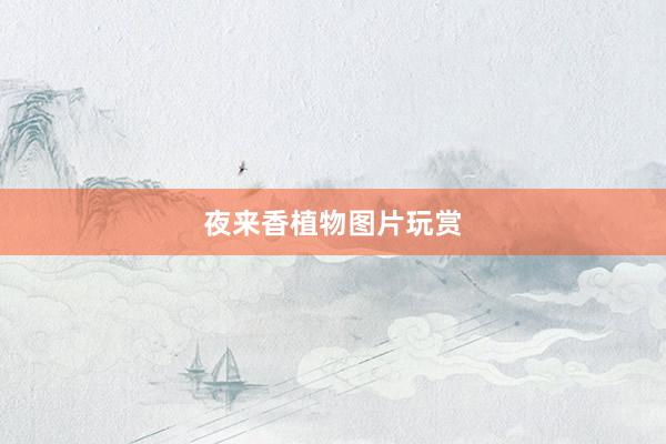 夜来香植物图片玩赏